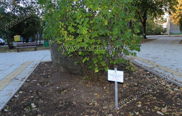 Глобяват за кражба на цветя от зелените площи в Димитровград