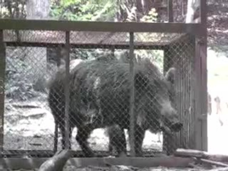 Горски ловят с капани дивеча на нашите ловци,пускат го срещу пари на чужденци за отстрел