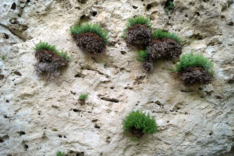 Древни послания на дженевизите ни теглят към скалите край Долно Черковище