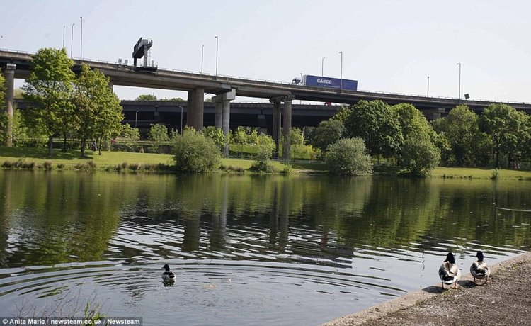 Местният див животински свят е доста по-спокоен от движението над тях