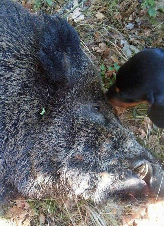 Ловец гътна 300-килограмов глиган