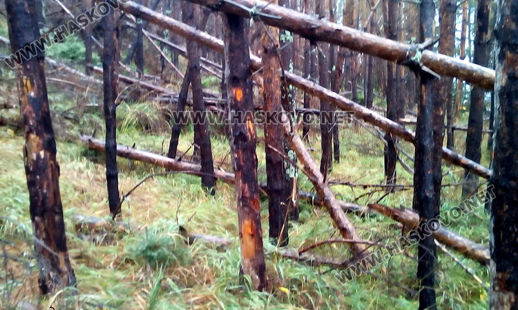 На стволовете има марка, но не е готово позволителното за сечта