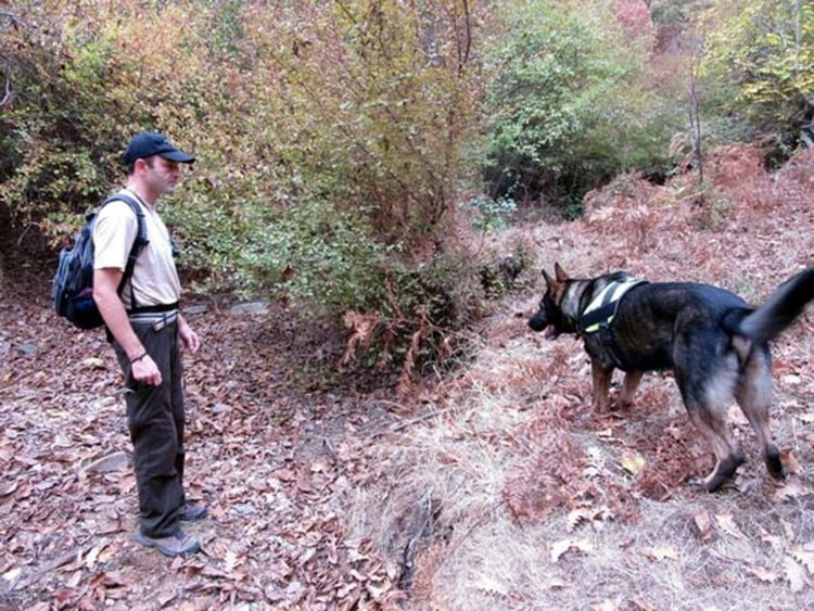 Пореден случай на отровени животни, пак край село Стражец