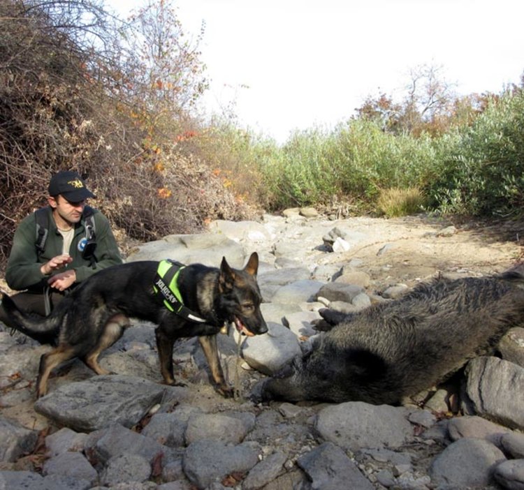 Пореден случай на отровени животни, пак край село Стражец