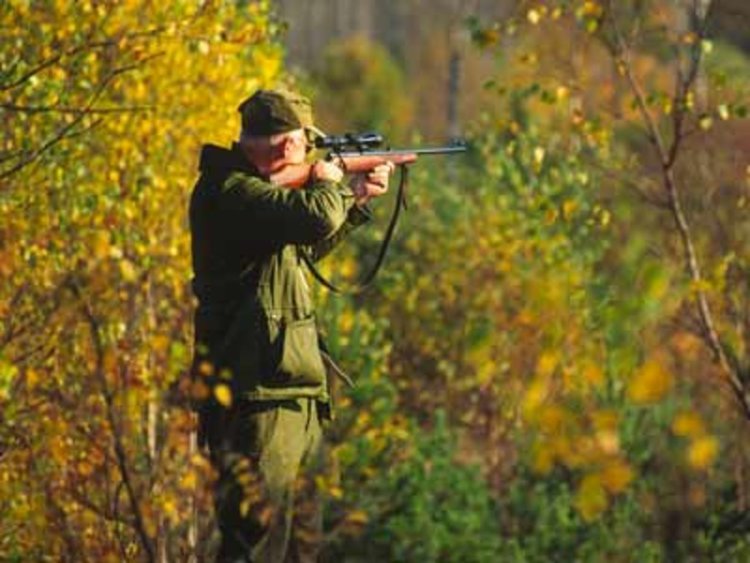 Неизвестен бракониер убил две диви прасета край златоградско село