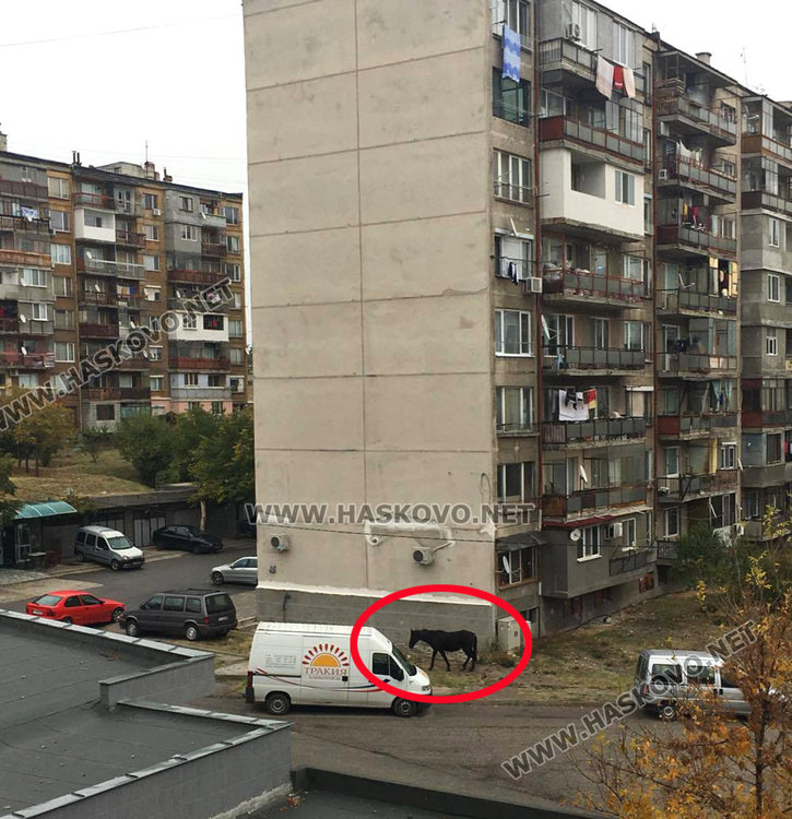 Читатели: Отново коне в Орфей. Общината: До дни решаваме проблема