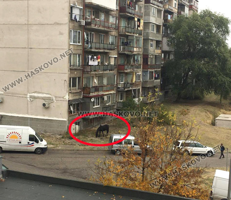 Читатели: Отново коне в Орфей. Общината: До дни решаваме проблема