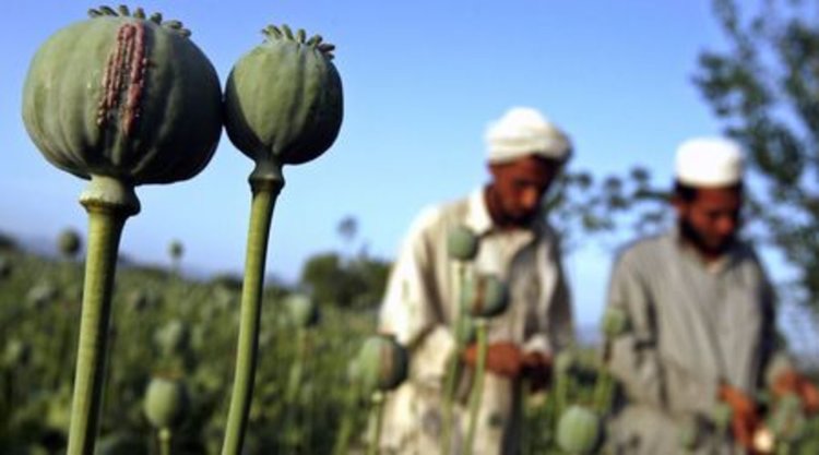 ООН: Производството на опиум в Афганистан ще се увеличи с 43% тази година