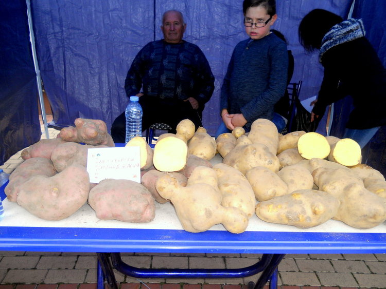 Картофи гиганти показаха на първия по рода си картофен фестивал в Чепеларе