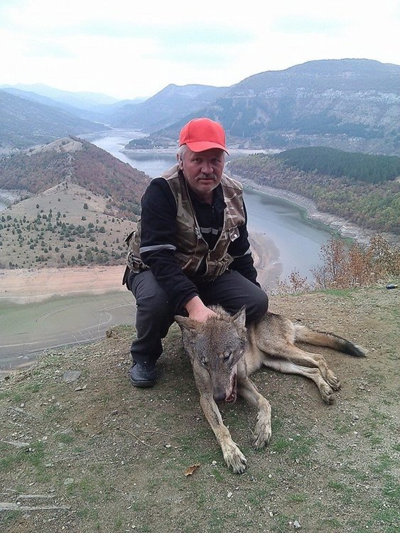 Боровишки авджии отстреляха вълчица