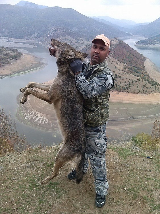 Боровишки авджии отстреляха вълчица