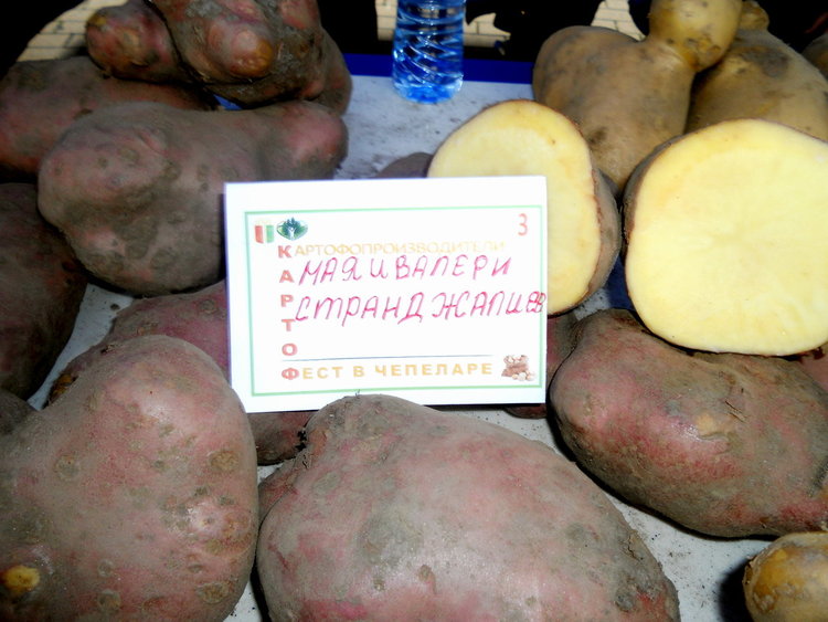 Картофи гиганти показаха на първия по рода си картофен фестивал в Чепеларе
