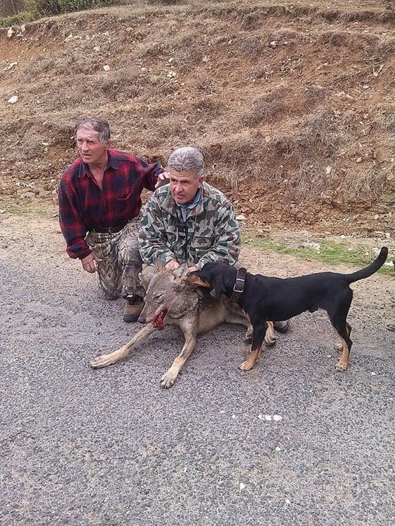 Боровишки авджии отстреляха вълчица