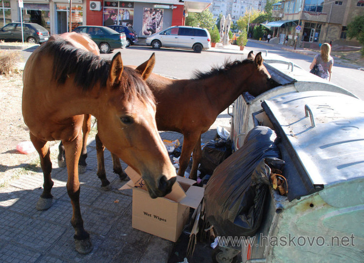 Хасковлии засипаха тел.112 с обаждания за безпризорни коне