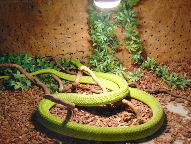 В изложбата може да се види и континентален тайпан - най- отровната змия на света