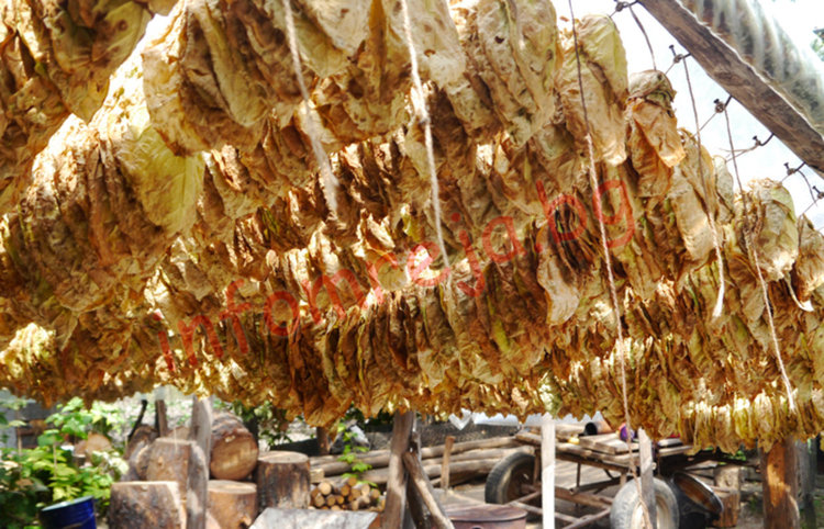 Гръцка фирма със седалище в Кърджали купува тютюна в Североизточна България