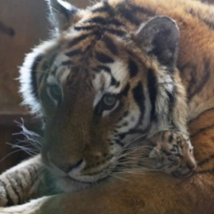 Експерти: Драматично намалява биоразнообразието в света