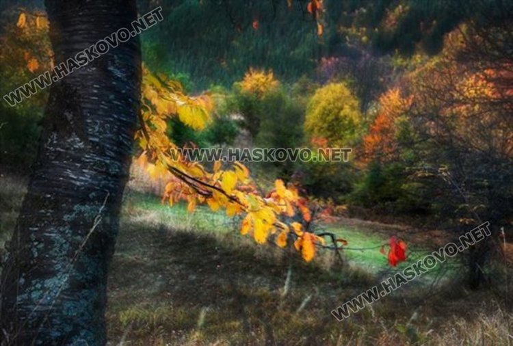 снимка :Златко Латев