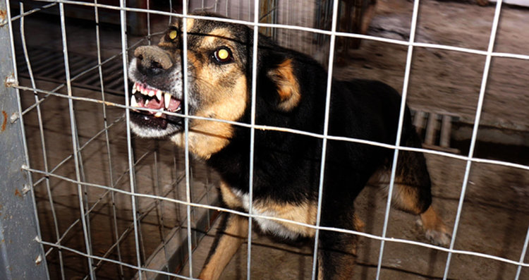 Полицията разкри нелегална ферма за кучешки боеве