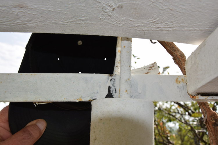 Ликът на Ататюрк се появи в лозовата асма на бай Мюмюн от Фотиново