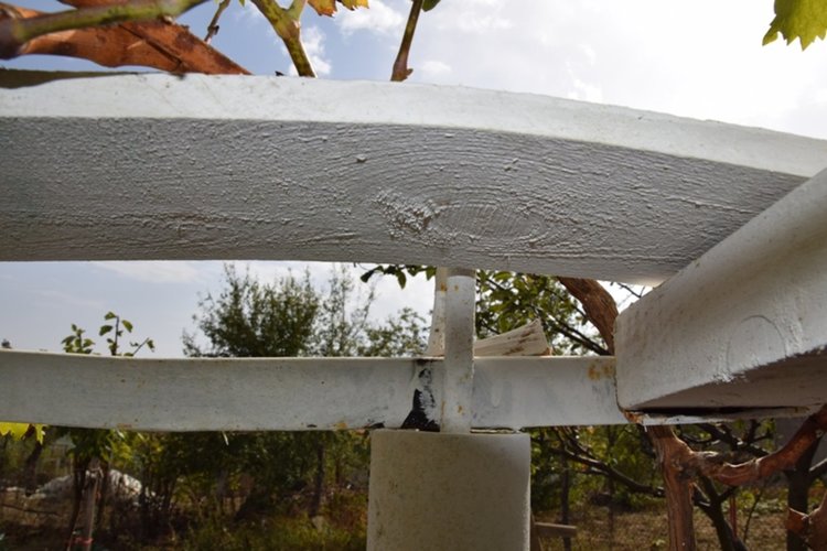 Ликът на Ататюрк се появи в лозовата асма на бай Мюмюн от Фотиново