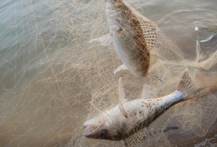 Небрежни чиновници отърваха бракониер от 1500 лева глоба