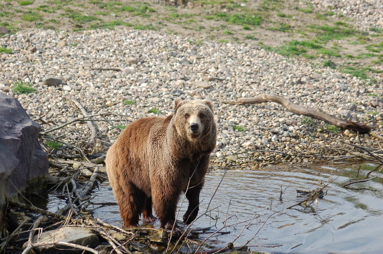 Екоинспeктори от Хасково броят кафяви мечки в Родопите