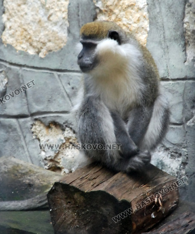 Бартер с варненския зоопарк, сменихме патки за лъв