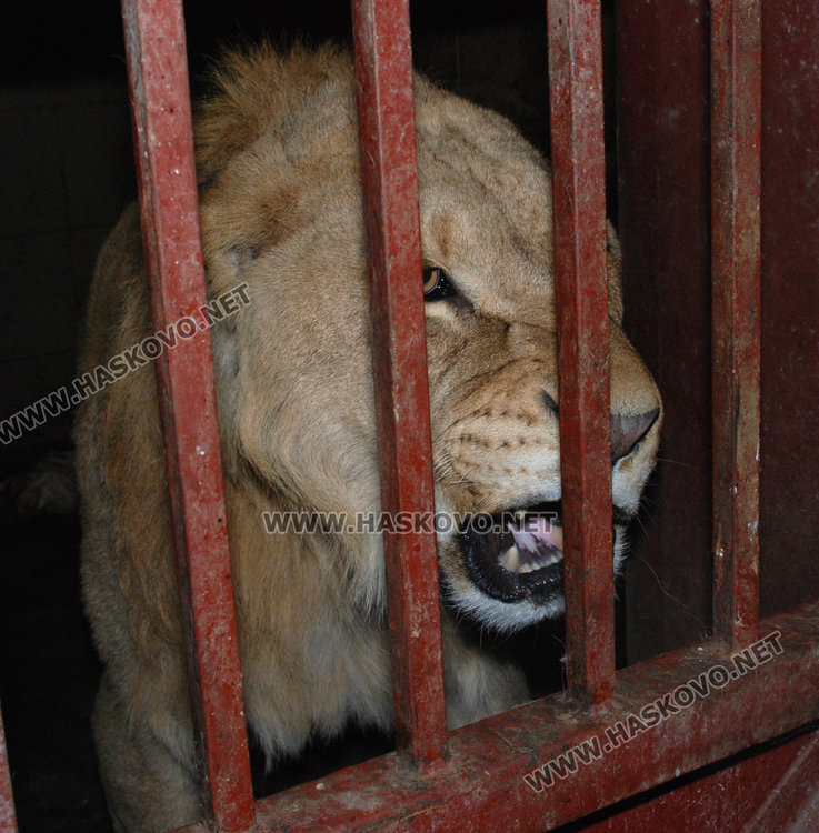 Бартер с варненския зоопарк, сменихме патки за лъв