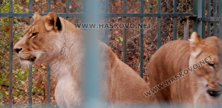 Двете лъвици Краси и Петя