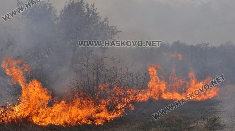 Три екипа огнеборци гасят гора край Добрич
