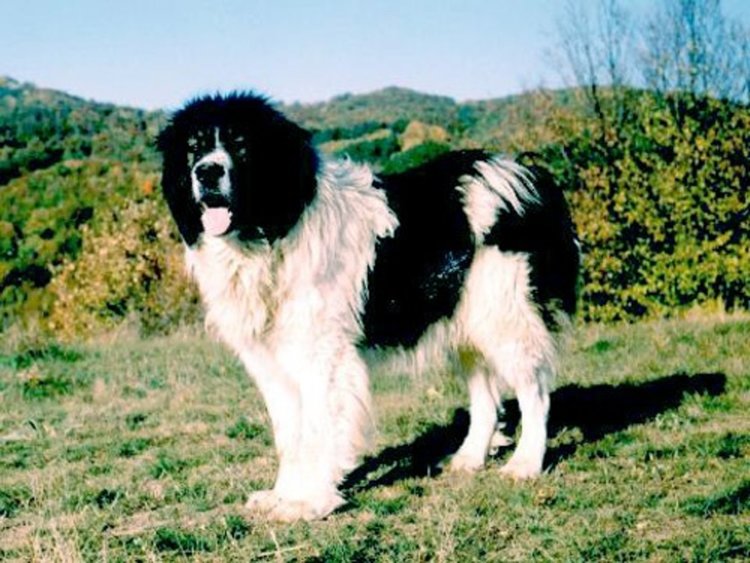 Стопанин от Борино се жалва за откраднато овчарско куче