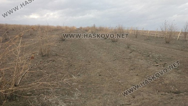 Изгоряха близо 50 декара лешници и овошки край Здравец