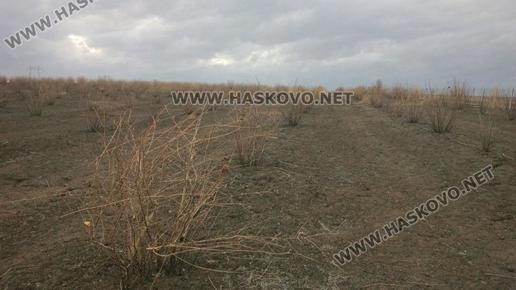 Изгоряха близо 50 декара лешници и овошки край Здравец