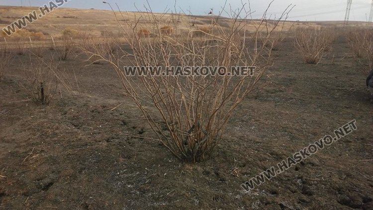 Близо 50 декара лешникови насъждения и овошки изгоряха при пожар  в землището на димитровградското село Здравец