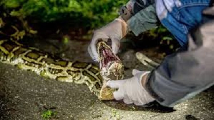 Отрязана глава на змия ухапа човек