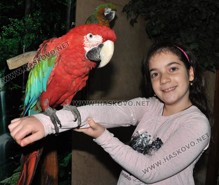 Показват най-голямата изложба на папагали от 4 континента