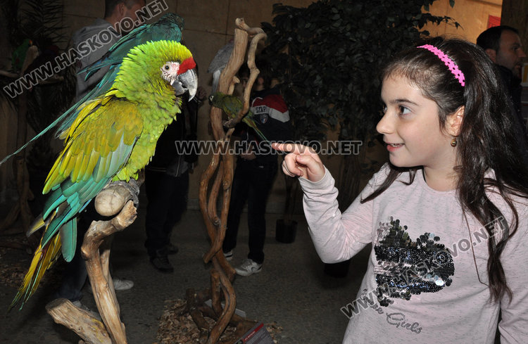 Показват най-голямата изложба на папагали от 4 континента