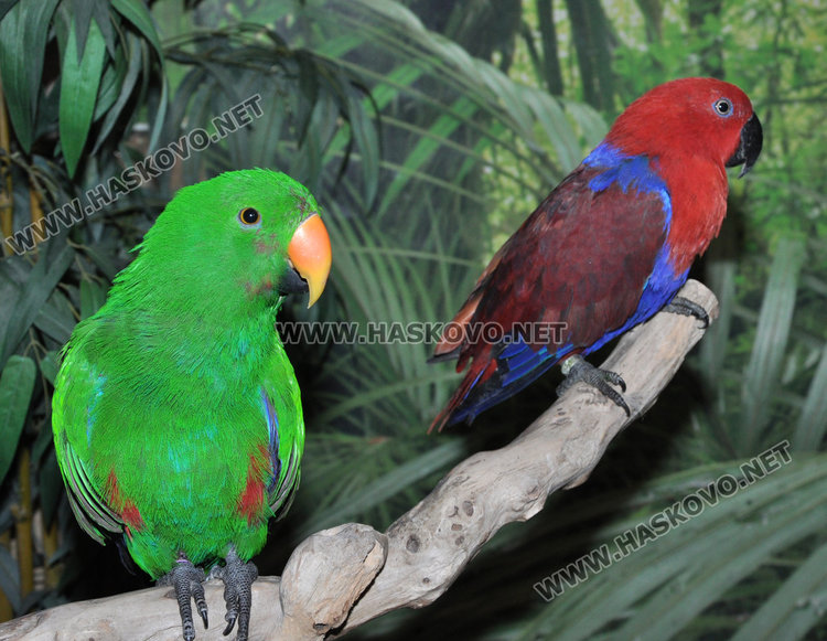 Показват най-голямата изложба на папагали от 4 континента