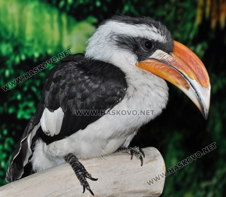 Показват най-голямата изложба на папагали от 4 континента