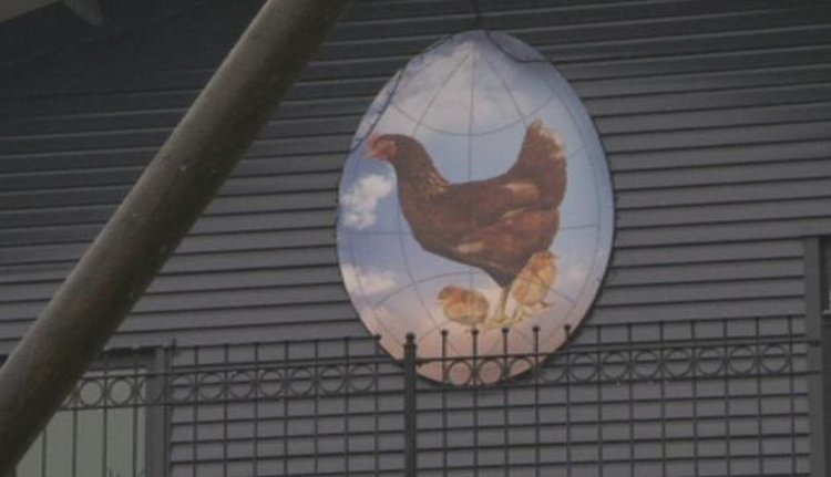 В Германия унищожиха 30 000 пилета заради птичи грип