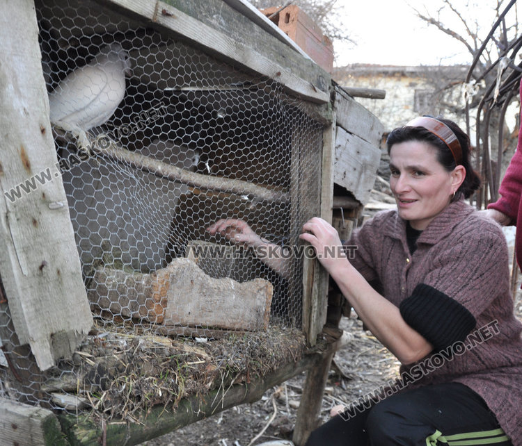  Затварят пернатите в дворовете заради опасност от птичи грип
