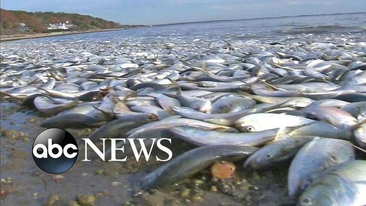 Хиляди мъртви риби във водите на Лонг Айлънд 