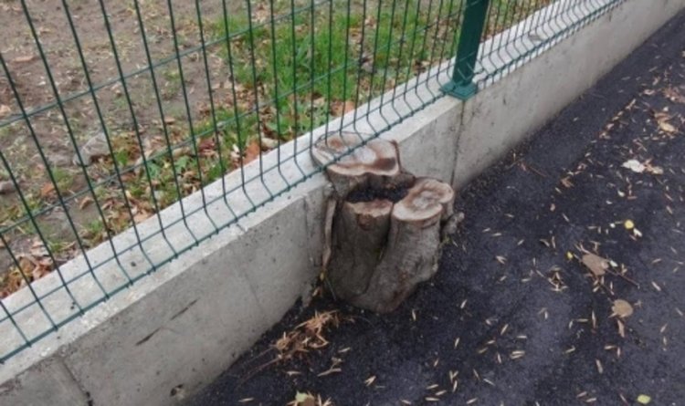 Пореден абсурд на ”вградено” дърво в бетон