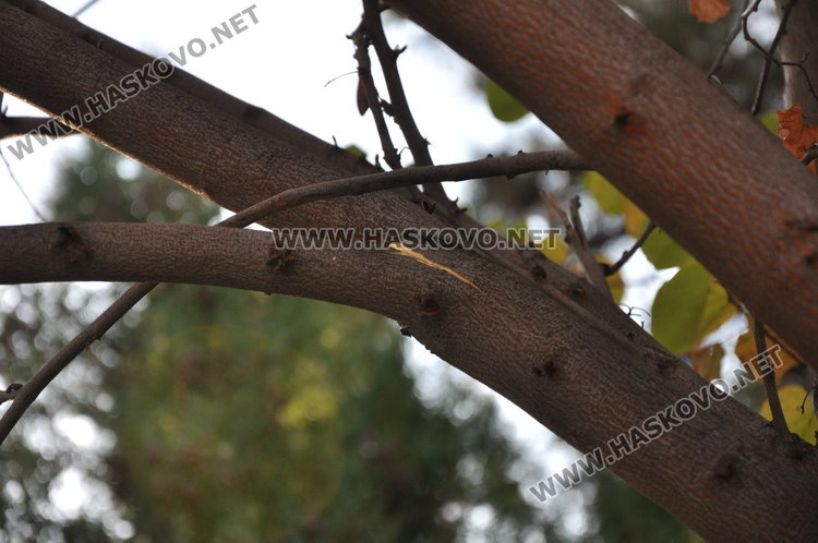 Мъжът в “Орфей” най-вероятно е скочил от покрива на блока