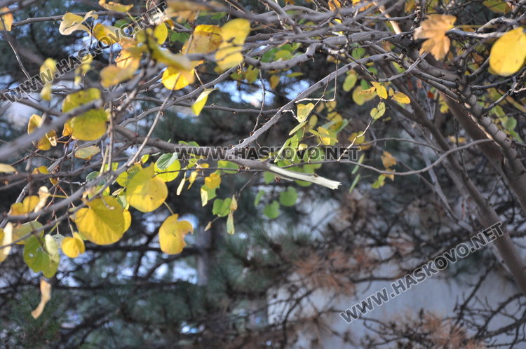 Мъжът в “Орфей” най-вероятно е скочил от покрива на блока