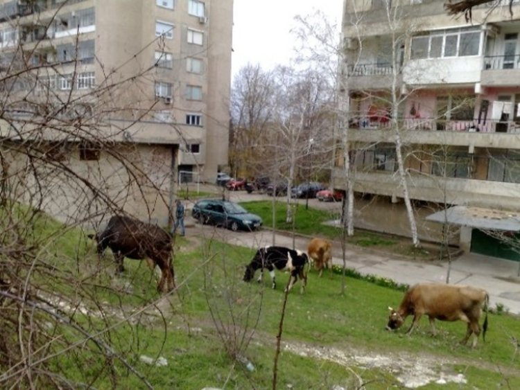 Собствениците на безнадзорни животни ще плащат по 50 лева дневна такса за настаняването им в стационар