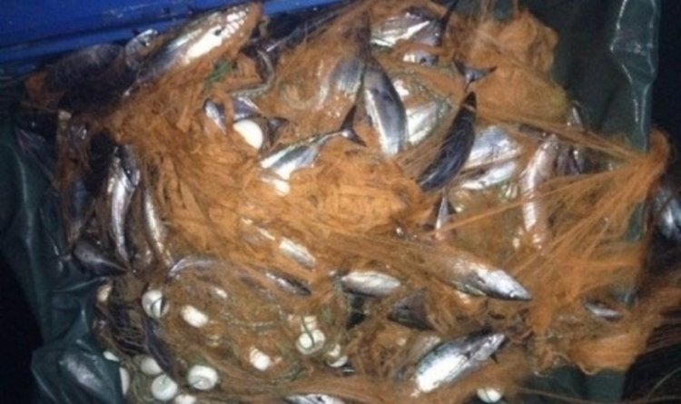  Морето "завря" от риба точно преди Никулден