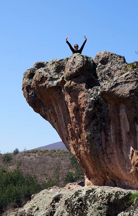 Главата на костенурката