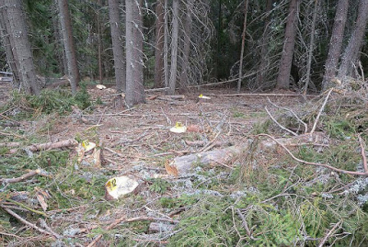 Бракониери зарязаха 18 дървени трупи на мястото на сечта край Хвойна